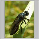 Dioctria atricapilla - Raubfliege w02.jpg